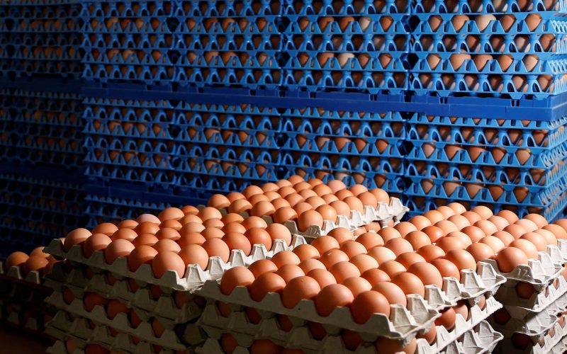 كرتونة البيض البلدي ب 126.. ارتفاع جديد في أسعار البيض ومفاجأة في سعر الفراخ اليوم