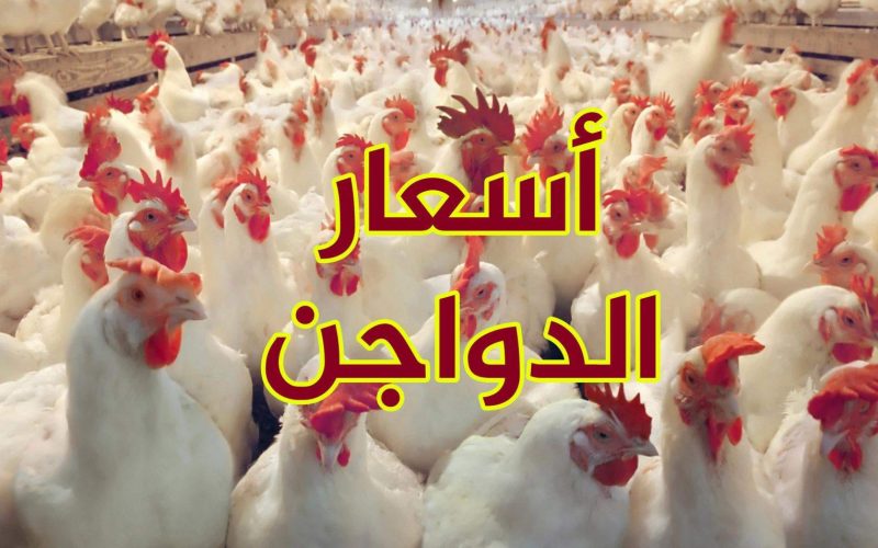 “بشرة خير”.. مصدر حكومي يكشف موعد انخفاض أسعار الدواجن في مصر رسميًا