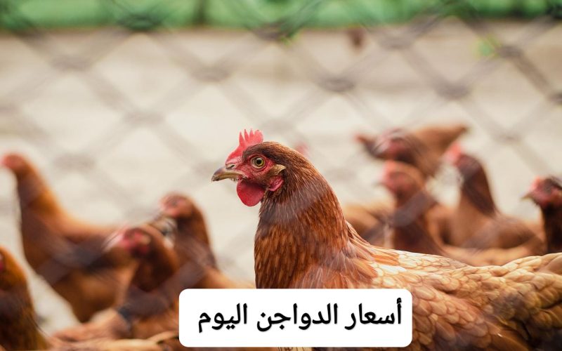 “بشاير رمضان وصلت”.. مفاجأة في أسعار الدواجن والبيض اليوم الخميس 16 مارس بعد قرار الحكومة