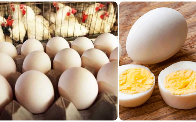 كرتونة البيض بكام؟.. أسعار البيض البلدي والأبيض والأحمر في المزرعة اليوم وللمستهلك