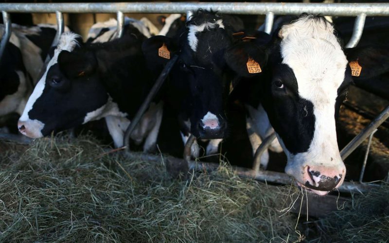 ”الزراعة“ تحسم الجدل حول استيراد اللحوم البرازيلية بعد حالة «جنون البقر» │تفاصيل