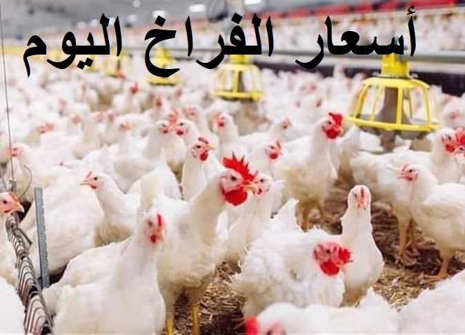 مفاجأة صادمة في سعر ” الدواجن ” اليوم الجمعة 14-4 في الأسواق المصرية