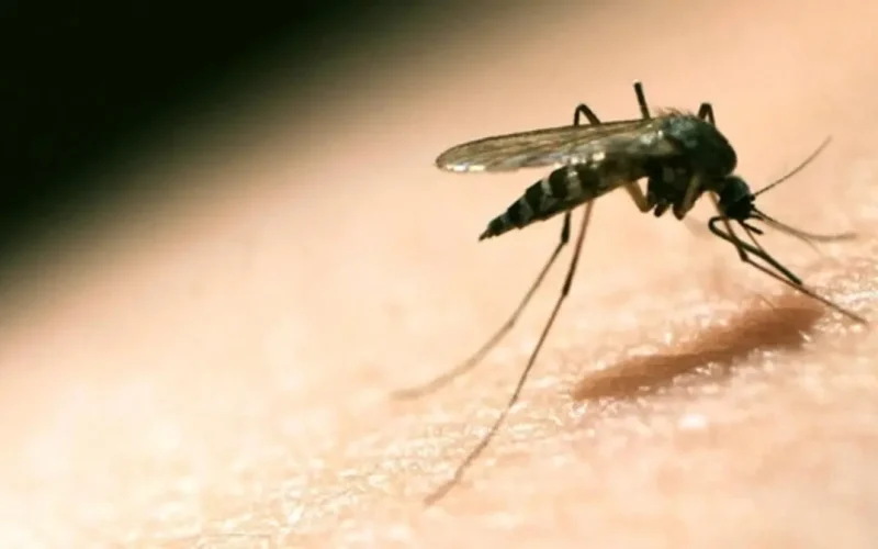 تحذير عاجل من الصحة بخصوص إهمال علاج الملاريا
