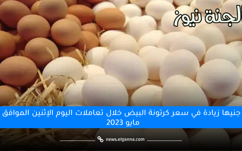 البيض رفع تاني.. 13 جنيه زيادة في كرتونة البيض آخر 3 أيام