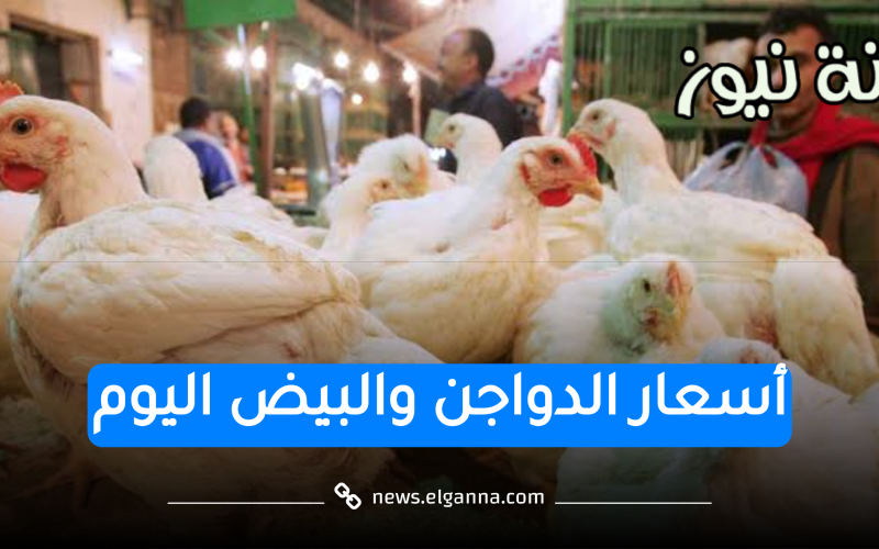 البيض رفع تاني.. أسعار الدواجن والبيض اليوم الخميس 4 مايو 2023 في البورصة