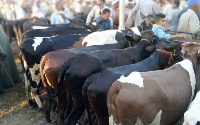 البقري بـ 140 جنيه.. 40% تخفيضات على لحوم عيد الأضحى بمنافذ وزارة الزراعة