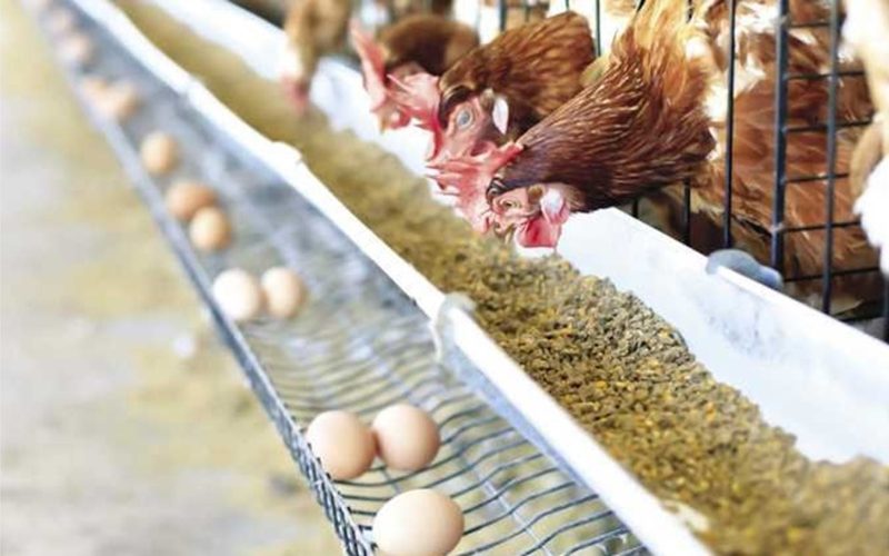 البيض ولع والكرتونة نار.. ارتفاع أسعار كرتونة البيض اليوم الإثنين ومفاجأة في كيلو الفراخ