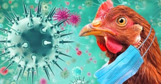 عودة  أنفلونزا الطيور.. الصحة العالمية تحذر من خطر جديد