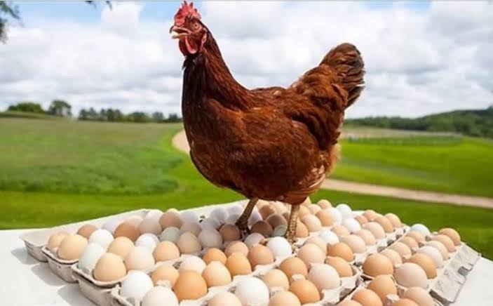 البيض رفع تاني.. ارتفاع سعر كرتونة البيض بعد عيد الأضحى في الأسواق