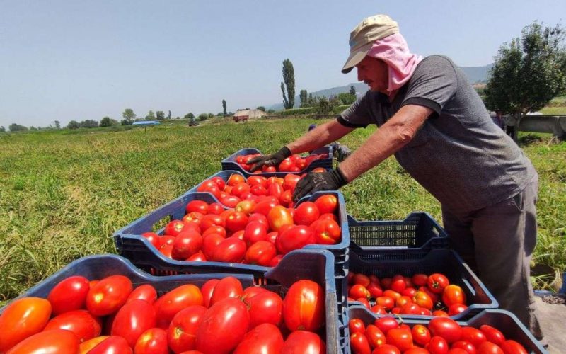 نقيب الفلاحين يصدم المواطنين: ارتفاعات جنونية في أسعار الطماطم قريبا لهذه الأسباب