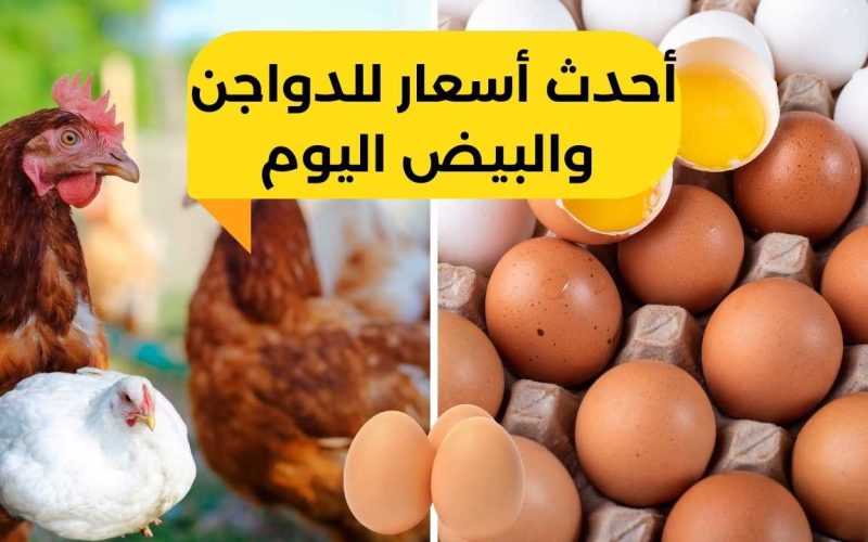 بورصة الدواجن اليوم.. أسعار الفراخ والبيض اليوم السبت 19 أغسطس في الأسواق