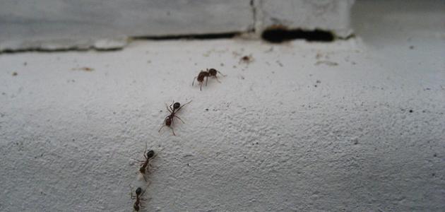 يجوز قتل النمل في هذه الحالة فقط.. الإفتاء تحذر من قتل النمل بالمنزل