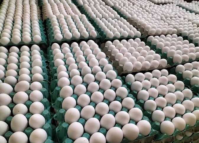 “البيض هيرخص”.. انخفاض جديد في أسعار البيض البلدي والأبيض بمزرعة الدواجن