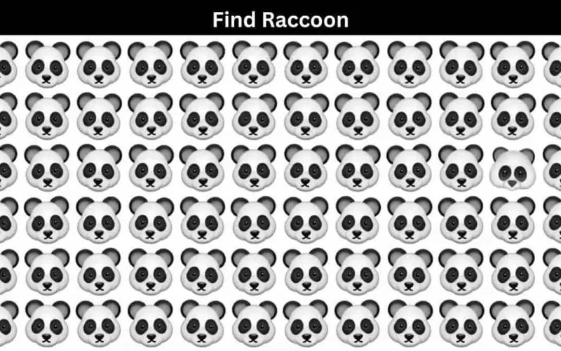 «لغز عايز حد لماح».. هل يمكنك اكتشاف الراكون بين مجموعات الباندا خلال 4 ثواني؟