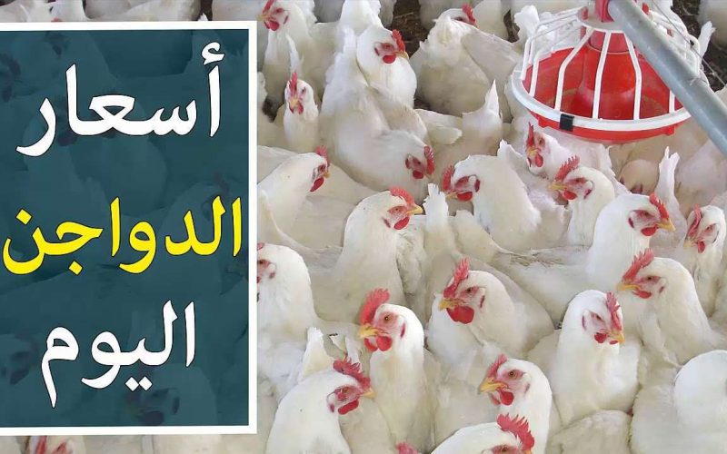 “بورصة الدواجن اليوم”.. أسعار الفراخ والبيض اليوم السبت 28 أكتوبر في الأسواق