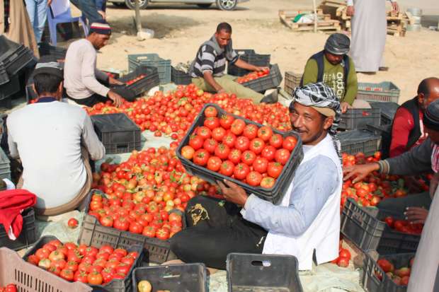 القوطة رخصت من تاني.. انخفاض جديد في أسعار الطماطم والبصل اليوم الأحد في سوق العبور