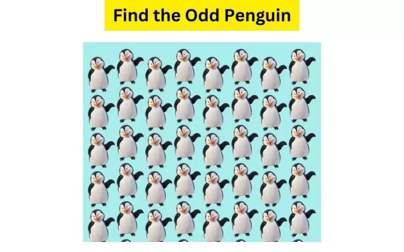 “لغز البطريق السعيد”.. هل يمكنك اكتشاف البطريق المختلف في 11 ثانية؟