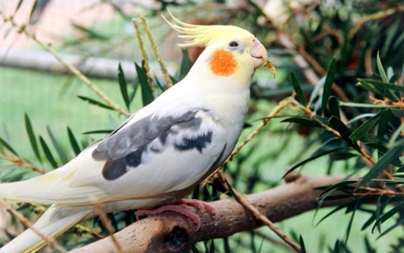 الأمراض الشائعة عند العصافير الكوكتيل وطريقة علاجها للمبتدئين