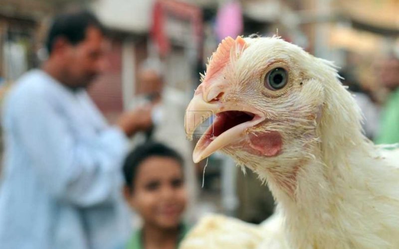 عاجل| الحكومة توضح حقيقة ظهور حالات بشرية مصابة بسلالة جديدة من أنفلونزا الطيور