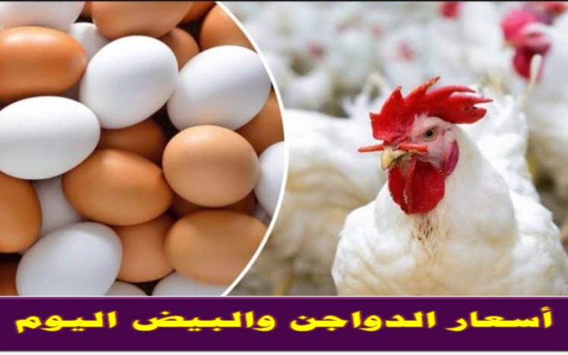الفراخ طارت في الهوا .. زيادة مفاجأة في أسعار البيض والدواجن بالأسواق اليوم