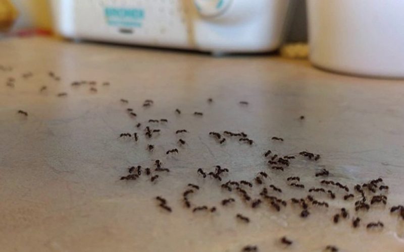 “نتيجتها مضمونة 100%”… حيل منزلية فعالة للقضاء على النمل نهائيا| متاحة وعلى أد الإيد