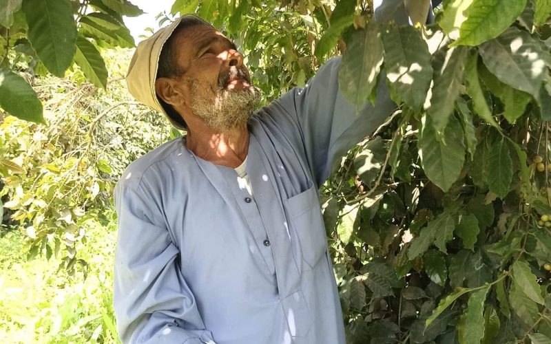 “مناخ مصر الآن صالح لزراعة البن”… نقابة الزراعيين تطالب المواطنين بزراعة البن