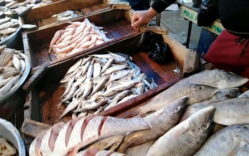 البلطي بكام النهاردة.. مفاجأة في أسعار الأسماك اليوم  في أسواق بور سعيد بعد حملة خليها تعفن